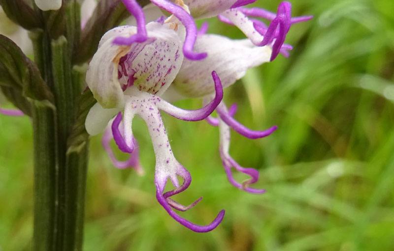 Orchis simia